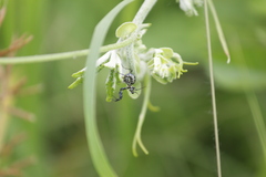 Pseudocreobotra wahlbergi