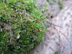 Tortula mucronifolia