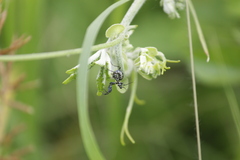 Pseudocreobotra wahlbergi