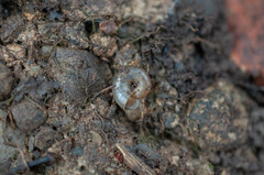 Punctum pygmaeum