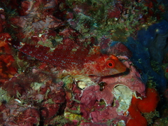 Tripterygion delaisi