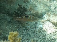 Halichoeres radiatus