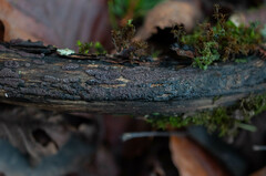 Hypoxylon macrocarpum