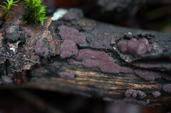 Hypoxylon macrocarpum