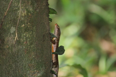 Eutropis carinata