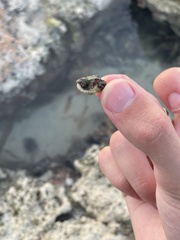 Clibanarius tricolor