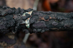 Hypoxylon macrocarpum