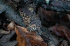 Hypoxylon macrocarpum