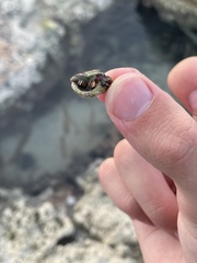 Clibanarius tricolor