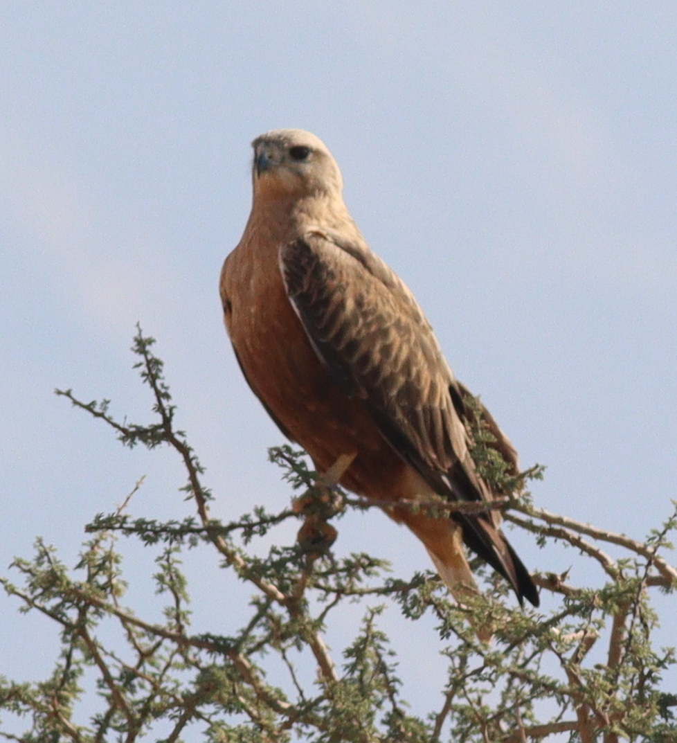 Long-legged Buzzard