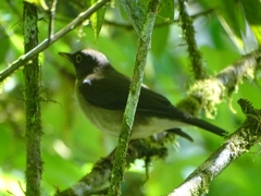 Turdus assimilis image