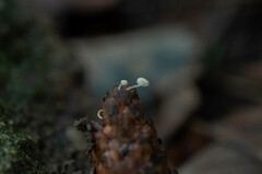 Strobilurus conigenus