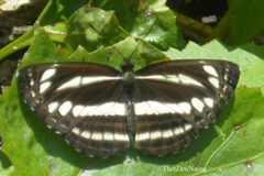 Neptis clinia susruta