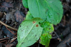 Puccinia arenariae