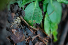 Puccinia arenariae