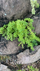 Pilea microphylla