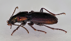 Pterostichus multipunctatus