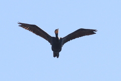 Phalacrocorax carbo