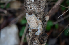 Rigidoporus corticola