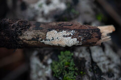 Rigidoporus corticola