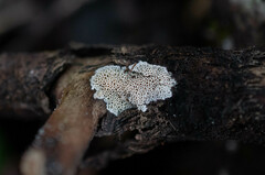 Rigidoporus corticola