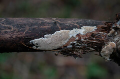 Rigidoporus corticola