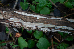 Rigidoporus corticola