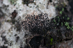 Dothideomycetes