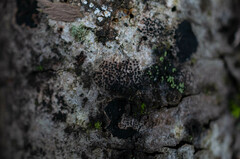 Dothideomycetes