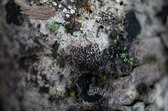 Dothideomycetes