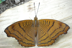 Pseudergolis wedah