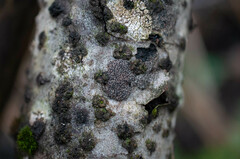 Dothideomycetes