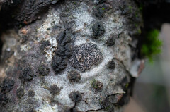 Dothideomycetes