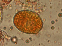 Allodus podophylli