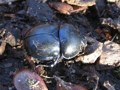 Geotrupidae