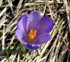 Crocus