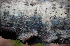 Tremella globispora