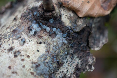 Tremella globispora