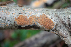 Peniophora incarnata