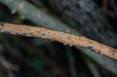 Peniophora incarnata