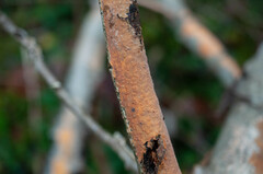 Peniophora incarnata