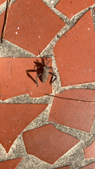 Acanthocephala declivis