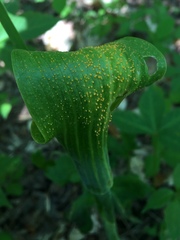 Uromyces ari-triphylli