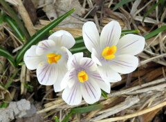 Crocus vernus