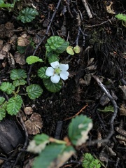 Rubus geoides