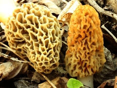 Morchella americana