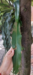 Niphidium crassifolium