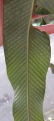 Niphidium crassifolium