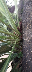 Niphidium crassifolium