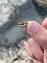 Clibanarius tricolor